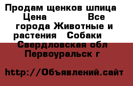 Продам щенков шпица › Цена ­ 25 000 - Все города Животные и растения » Собаки   . Свердловская обл.,Первоуральск г.